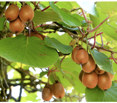 Dehner Kiwi 'Hayward', weiblich