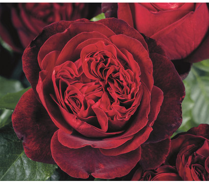 Nostalgie®-Edelrose 'Admiral®'