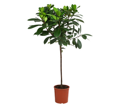 Afrikanische Feige - Ficus cyathistipula