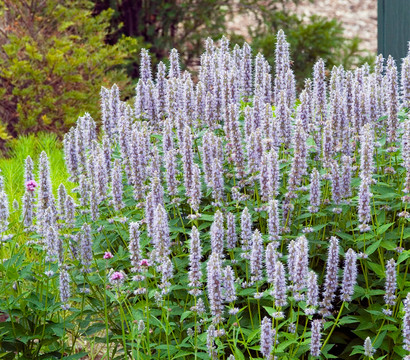 Koreanische Minze 'Blue Fortune'