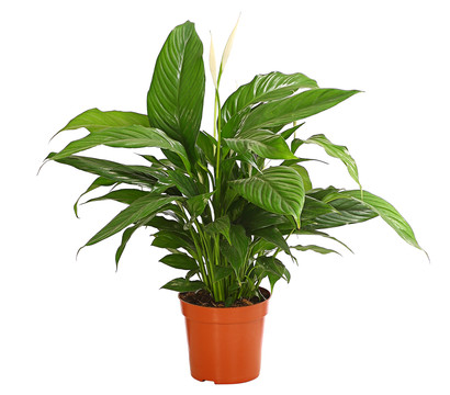 Air So Pure® Einblatt - Spathiphyllum wallisii 'Bingo'