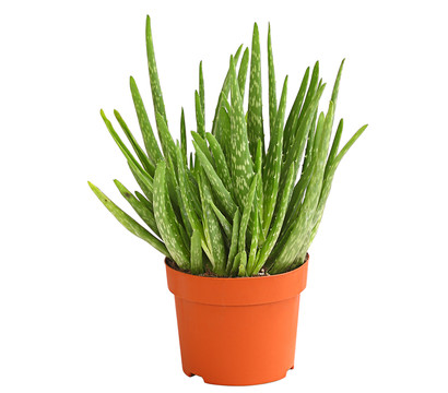 Echte Aloe - Aloe vera