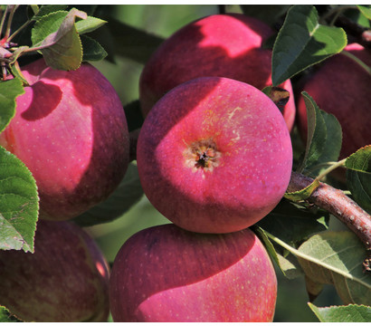 Apfelbäume in Sorten, einjährige Veredelung