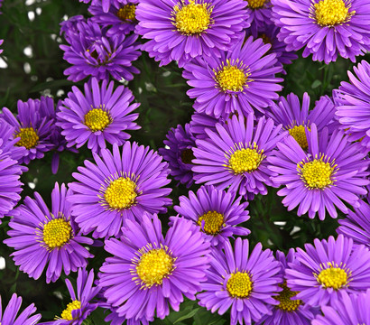 Kissen-Aster 'Sapphir®'