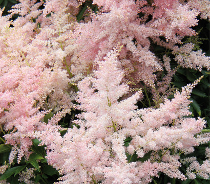 Prachtspiere, Astilbe, verschiedene Sorten