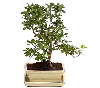 Outdoor-Bonsai Japanische Azalee - Azalee japonica