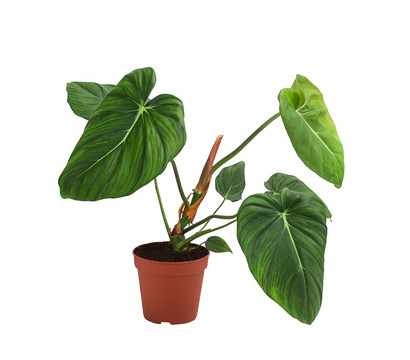 Baumfreund - Philodendron pastazanum