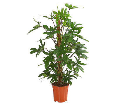 Baumfreund - Philodendron pedatum