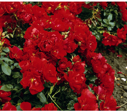 Bodendeckerrose 'Centro®-Rose', 3er-Set