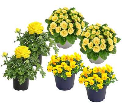 Beet- & Balkonpflanzen-Set Gelber Frühling, 6-teilig