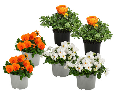 Beet- & Balkonpflanzen-Set Oranger Frühling, 6-teilig