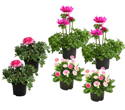 Beet- & Balkonpflanzen-Set Rosa Frühling, 6-teilig