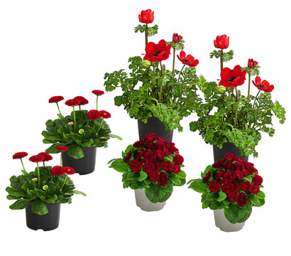 Beet- & Balkonpflanzen-Set Roter Frühling, 6-teilig