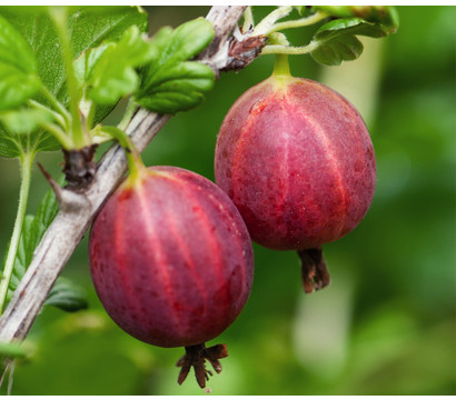 Bio Stachelbeere 'Captivator'