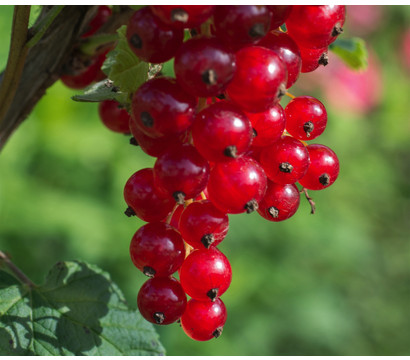 Bio Rote Johannisbeere 'Jonkheer Van Tets'