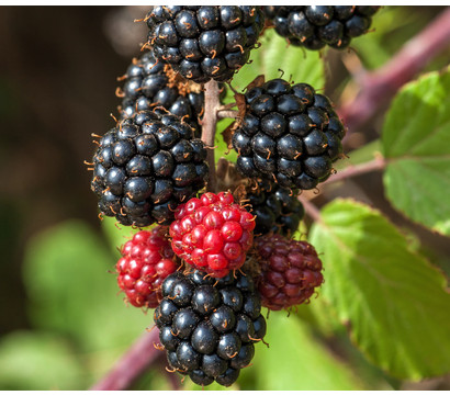 Bio Brombeere 'Lowberry® Little Black Prince®'