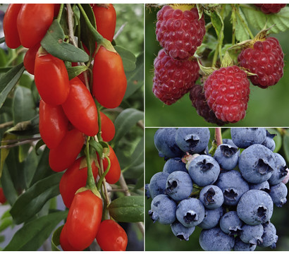 Bio Beeren-Set Frühstücksobst, 3-teilig