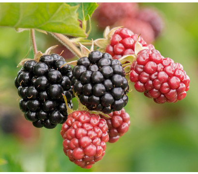 Bio Brombeere 'Thornless Evergreen'