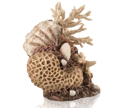 biOrb® Aquariumdeko Korallen-Muschel Ornament Natural