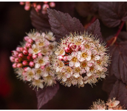 Blasenspiere 'Lady in Red'