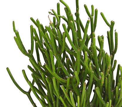 Bleistiftbaum - Euphorbia tirucalli