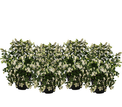 Blütenhecke 'White Hedge', 4er-Set