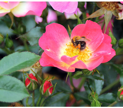 Bodendeckerrose 'Bienenweide® Bicolor'