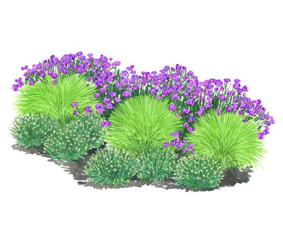 Bodendecker Gräser-Set mit Blütenhighlight, 12-teilig