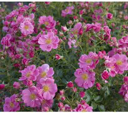 Bodendeckerrose 'Bienenweide®', rosa