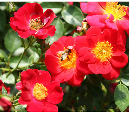 Bodendeckerrose 'Bienenweide®', rot