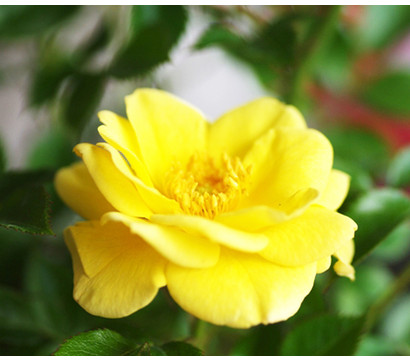 Bodendeckerrose 'Yellow Fairy®'