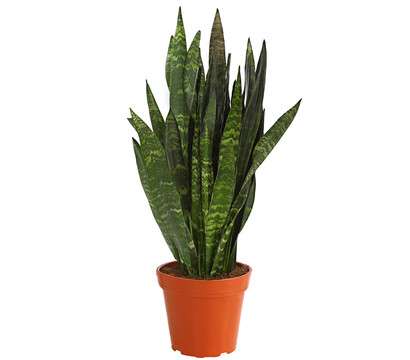 Bogenhanf - Sansevieria 'Black Coral'