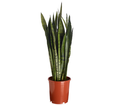 Bogenhanf - Sansevieria zeylanica