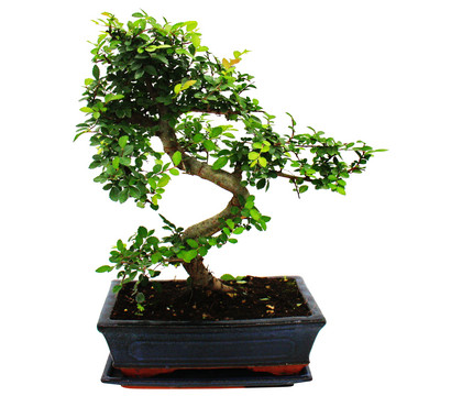 Bonsai Chinesische Ulme - Ulmus parviflora, ca. 10 Jahre