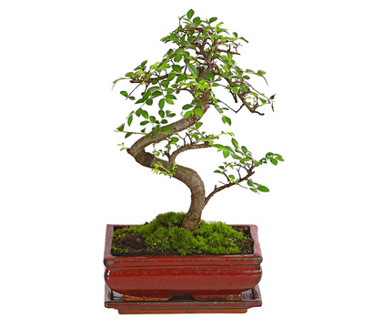 Bonsai Chinesische Ulme - Ulmus parviflora