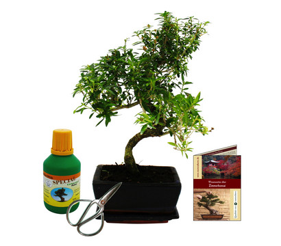 Bonsai Junischnee - Serissa foetida, ca. 8 Jahre, Geschenk-Set