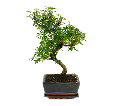 Bonsai Junischnee - Serissa foetida, ca. 8 Jahre