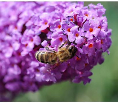 Sommerflieder, verschiedene Sorten