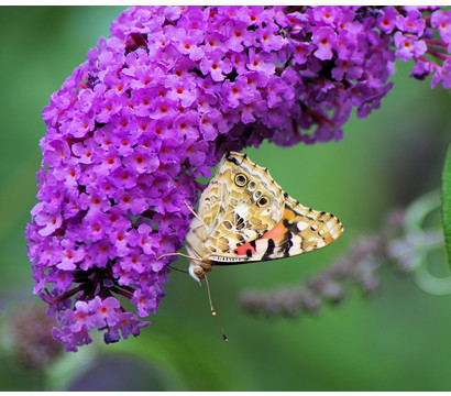 Sommerflieder