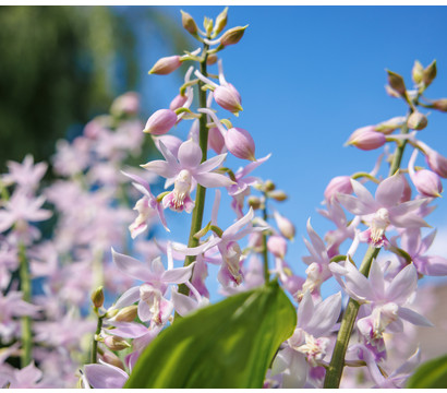 Calanthe