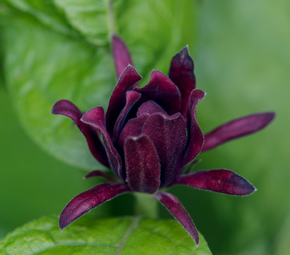 Roter Gewürzstrauch