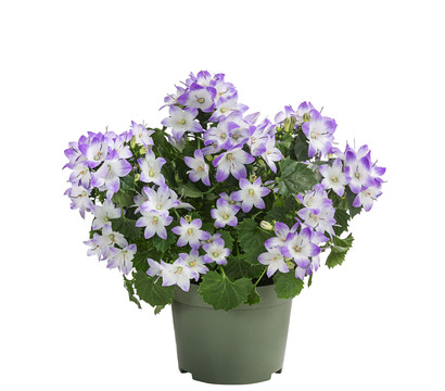 Glockenblume - Campanula porscharskyana 'Fancy Mee®'