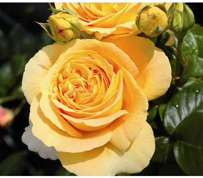 Edelrose 'Candlelight®'