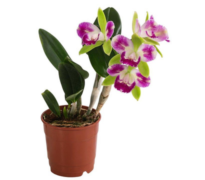 Cattleya-Orchidee - Cattleya cultivars, verschiedene Sorten