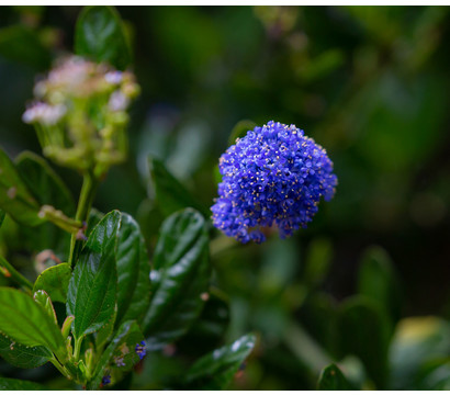 Kriechende Säckelblume