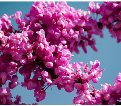 Chinesischer Judasbaum 'Avondale'