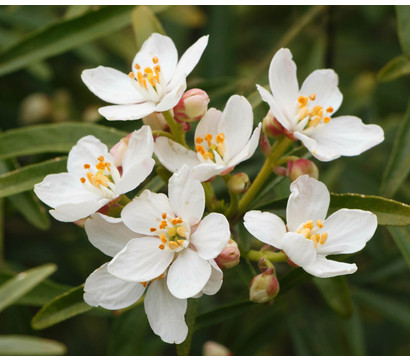 Orangenblume 'White Dazzler'