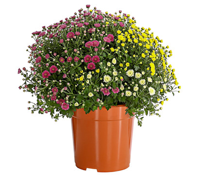 Garten Chrysanthemen-Trio