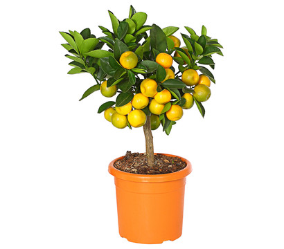 Calamondin-Orange