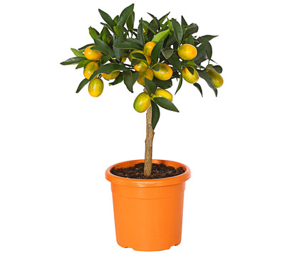 Kumquat